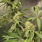 ShopSeedsNotBombs
