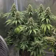 Kannabia Sunset Sherbet Go Fast