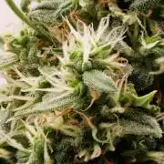 Kannabias Cherry Dream