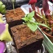 Lazyboyseeds Baked in Hossegor