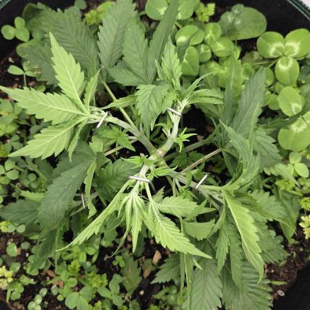 Kannabias Cherry Dream