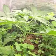 T.H.Seeds Bubble Banana Gum