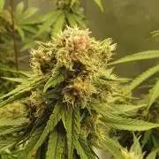 Kekse aus den Tropen