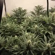 Kannabias Cherry Dream