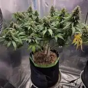Kannabia Sunset Sherbet Go Fast