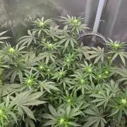 T.H.Seeds Bubble Banana Gum