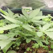 T.H.Seeds Bubble Banana Gum