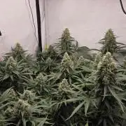 Kannabias Cherry Dream