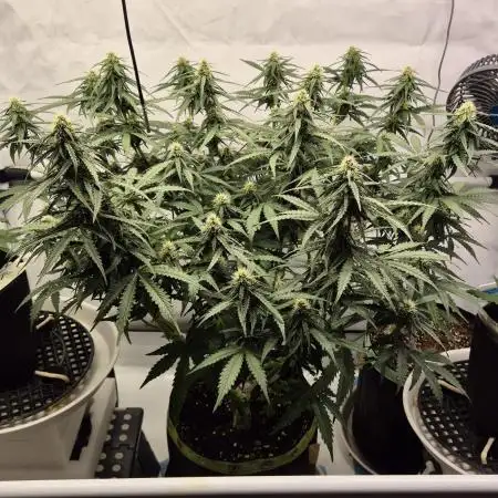 Die Grower und das Biest
