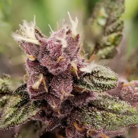 Let's grow epic