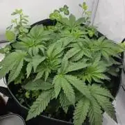 Kannabias Karibbean Mango