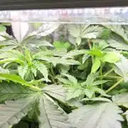 T.H.Seeds Bubble Banana Gum