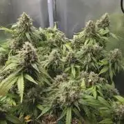 Kannabia Sunset Sherbet Go Fast
