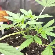 CCG / Sensi Malibu OG Gold
