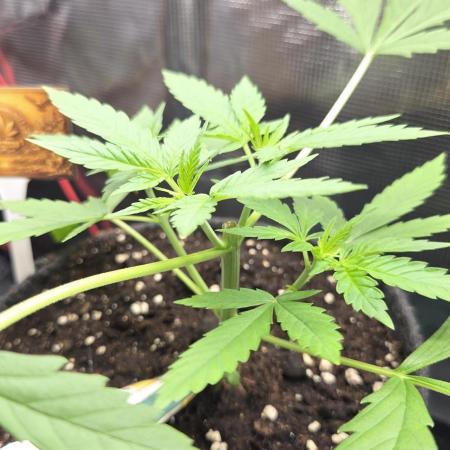 CCG / Sensi Malibu OG Gold