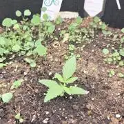 Afghan Noir
