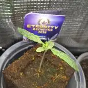 Eternity Grow Cup 2026