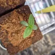 Sensis Cherry Strudel