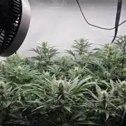 Kannabias Cherry Dream
