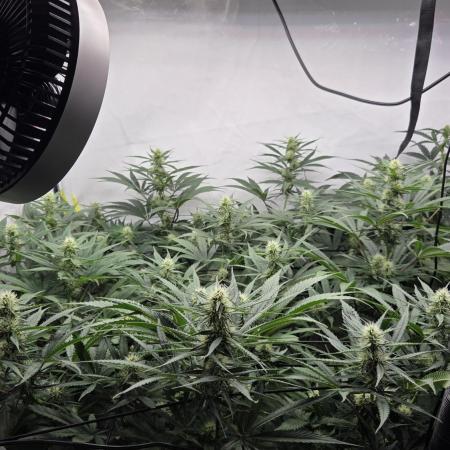 Kannabias Cherry Dream