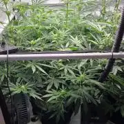 CCG / Sensi Malibu OG Gold