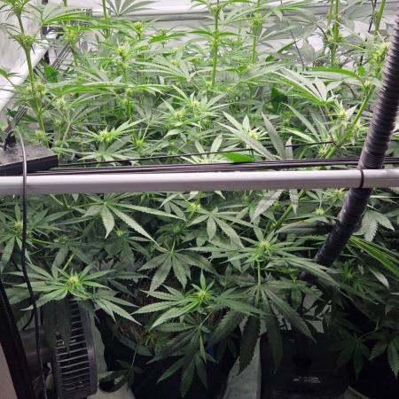 CCG / Sensi Malibu OG Gold