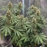 T.H.Seeds Bubble Banana Gum