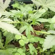 T.H.Seeds Bubble Banana Gum