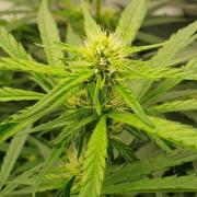 CCG / Sensi Malibu OG Gold
