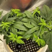 Gorillamelon (Pringles-Cup)