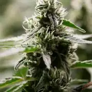 Kannabias Karibbean Mango