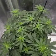 Kannabia Sunset Sherbet Go Fast