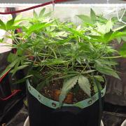 CCG / Sensi Malibu OG Gold