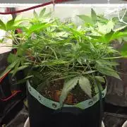 CCG / Sensi Malibu OG Gold
