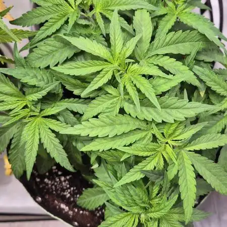 Kush für Karen