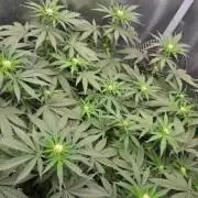 T.H.Seeds Bubble Banana Gum