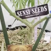 CCG / Sensi Malibu OG Gold