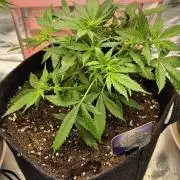 Eternity Grow Cup 2026