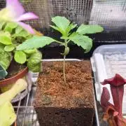 Sensis Cherry Strudel