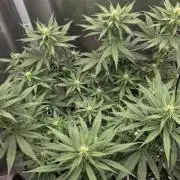 Kannabia Sunset Sherbet Go Fast