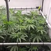 Kannabias Karibbean Mango