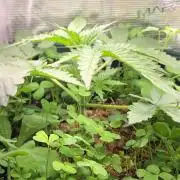 T.H.Seeds Bubble Banana Gum