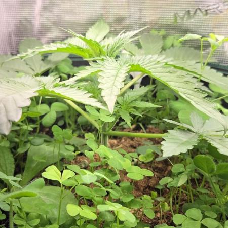 T.H.Seeds Bubble Banana Gum
