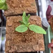 Lazyboyseeds Baked in Hossegor