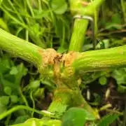 T.H.Seeds Bubble Banana Gum