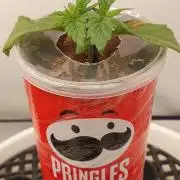 Gorillamelon (Pringles-Cup)