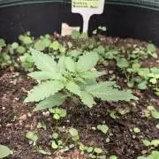 T.H.Seeds Bubble Banana Gum