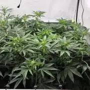 Kannabias Karibbean Mango