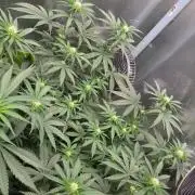 T.H.Seeds Bubble Banana Gum