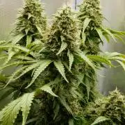 Kannabia Sunset Sherbet Go Fast